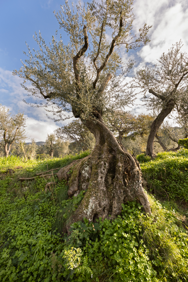 L’isola di Capri protagonista delle Giornate Fai d’autunno: visita alla tenuta Pino de’ Monaci ad Anacapri