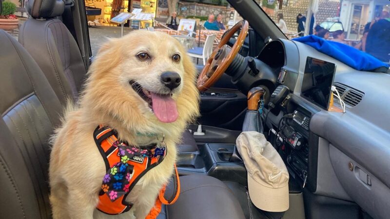 Merlino vince il concorso fotografico “I migliori amici”. Il cane più social dell’isola di Capri impazza in rete, migliaia di follower e tante iniziative