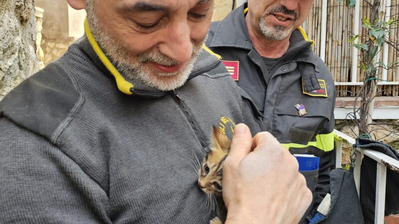 Gattino intrappolato in un tubo al b&b salvato dai vigili dei fuoco di Capri
