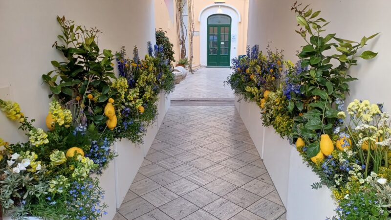 Fiori e piante di limoni, abbellito l’ingresso della casa comunale di Capri
