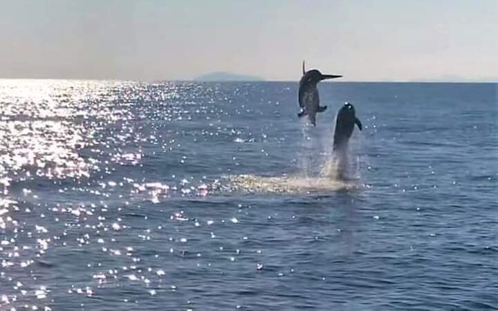 Dolphin Watching, conoscerli e proteggerli meglio: un corso ad hoc nel mare tra Sorrento e Capri