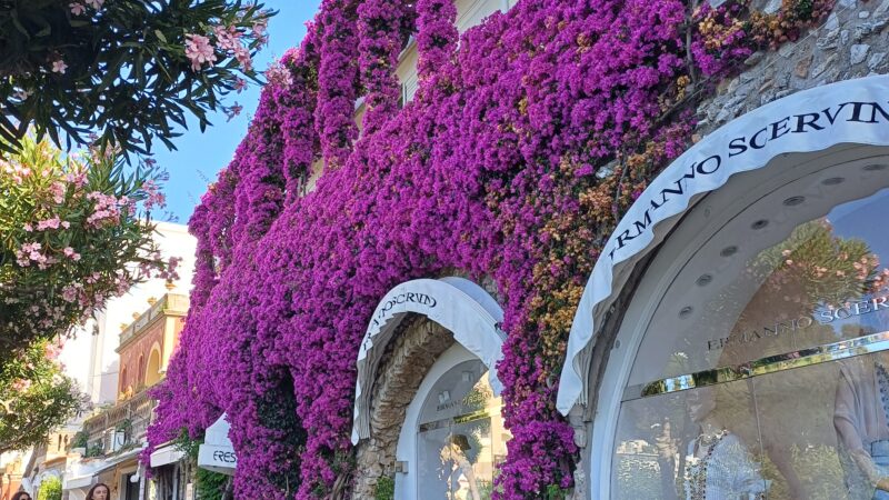 La bellissima bougainvillae di via Camerelle nel pieno del suo splendore: attrazione per i turisti (photogallery e video)