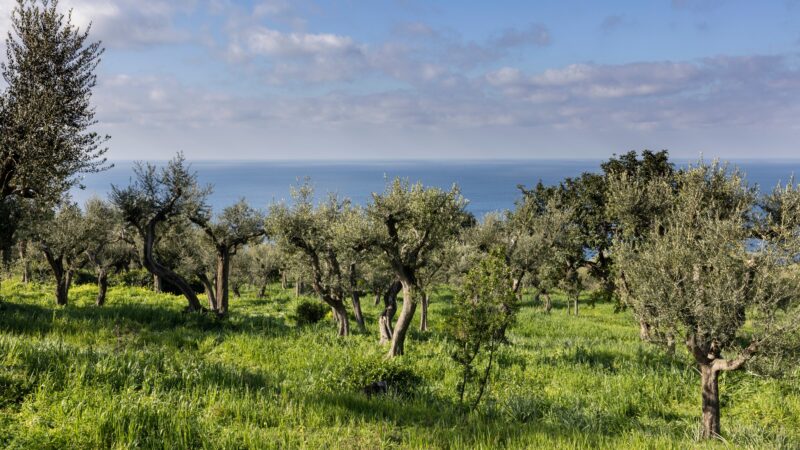 Ad Anacapri la presentazione del libro “Gli olivi di Capri, una storia di agricoltura eroica”