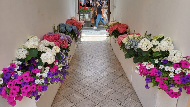 “Esplosione” di colori di Capri: nuovamente abbellito con fiori e piante il viale di accesso al Municipio
