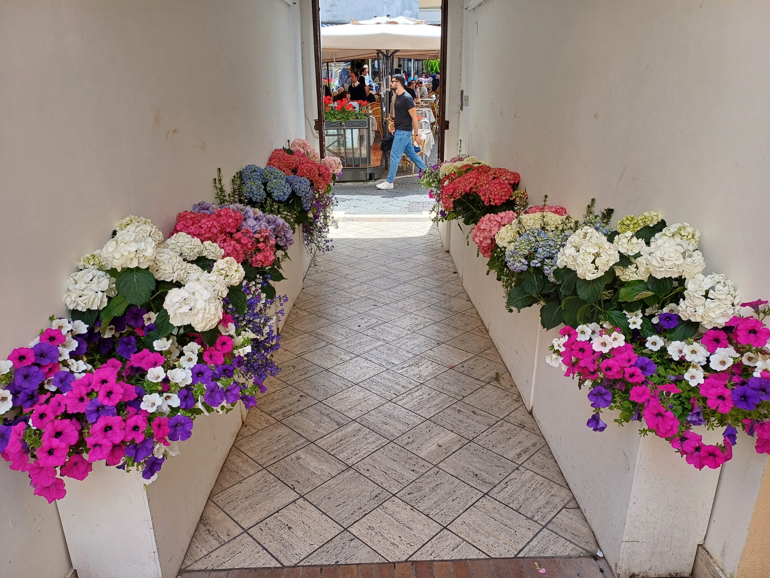 “Esplosione” di colori di Capri: nuovamente abbellito con fiori e piante il viale di accesso al Municipio