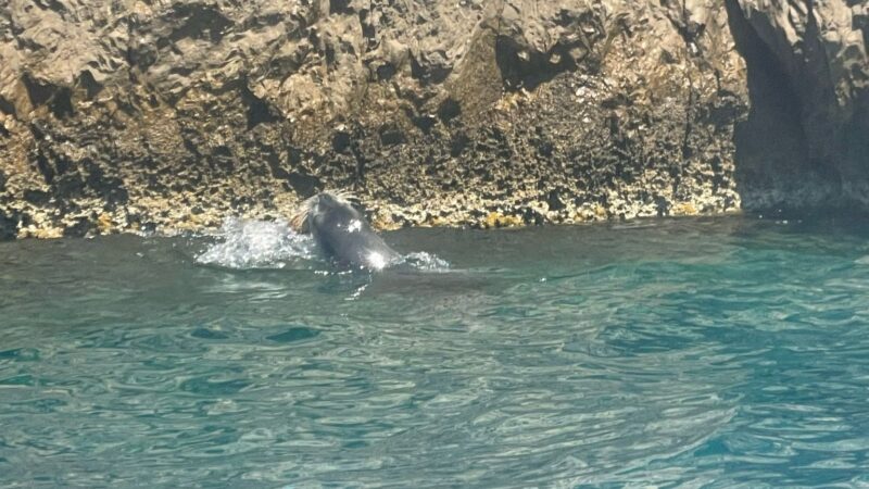 Una foca monaca lungo le coste di Capri: eccezionale video girato da una turista