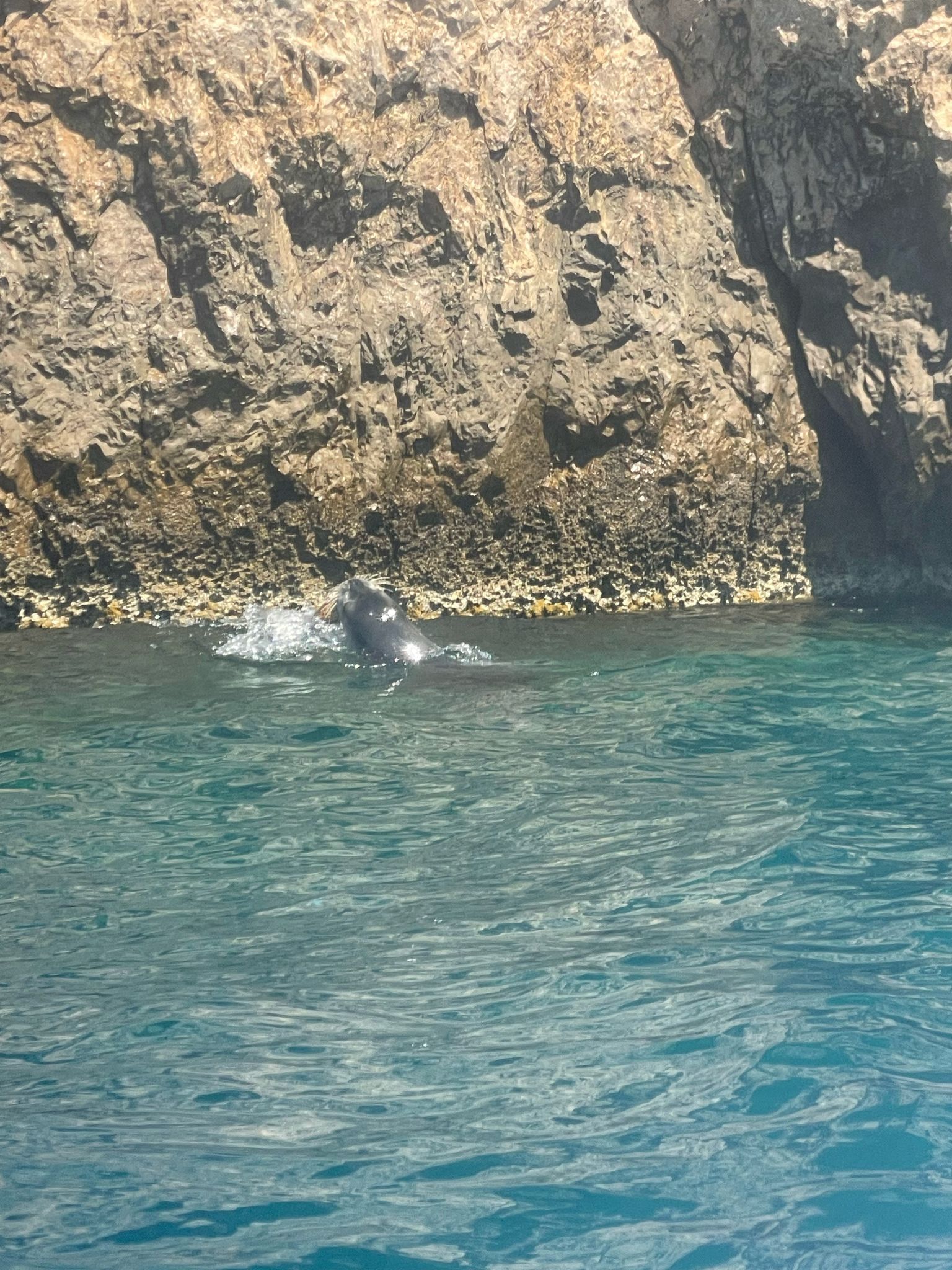 Una foca monaca lungo le coste di Capri: eccezionale video girato da una turista