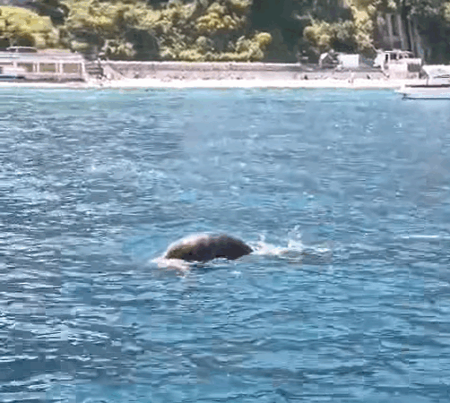 Avvistata nuovamente la foca monaca a Capri: il video girato a Marina Grande