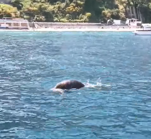 Avvistata nuovamente la foca monaca a Capri: due straordinari video girati a Marina Grande