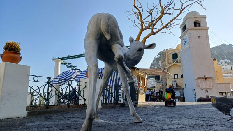 Un cervo dalle corna ramificate a due passi dalla Piazzetta: Capri accoglie “Forest Guardian” (photogallery)