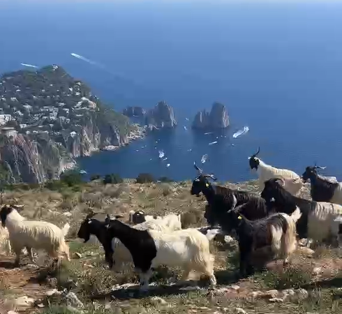 Turisti incuriositi dalle caprette a Monte Solaro: il video della guida